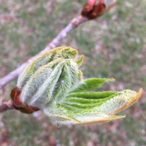 Photographie n°2167103 du taxon Aesculus hippocastanum L. [1753]