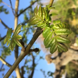 Fraxinus excelsior L. subsp. excelsior (Frêne commun)