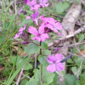 Photographie n°2167167 du taxon Lunaria annua L.