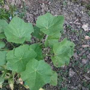 Photographie n°2167174 du taxon Alcea rosea L.