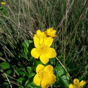 Photographie n°2167184 du taxon Caltha palustris L. [1753]