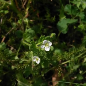 Photographie n°2167227 du taxon Veronica cymbalaria Bodard [1798]