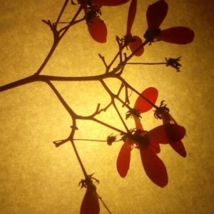 Photographie n°2167237 du taxon Acer palmatum Thunb. [1784]