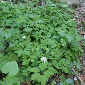 Photographie n°2167249 du taxon Anemone nemorosa L. [1753]