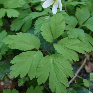 Photographie n°2167250 du taxon Anemone nemorosa L. [1753]