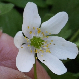 Photographie n°2167251 du taxon Anemone nemorosa L. [1753]