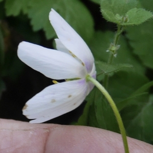 Photographie n°2167252 du taxon Anemone nemorosa L. [1753]