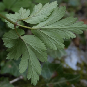 Photographie n°2167253 du taxon Anemone nemorosa L. [1753]