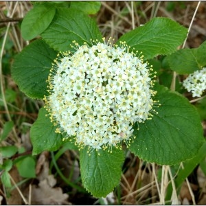 Photographie n°2167256 du taxon Viburnum lantana L. [1753]