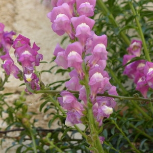 Photographie n°2167272 du taxon Antirrhinum majus L.