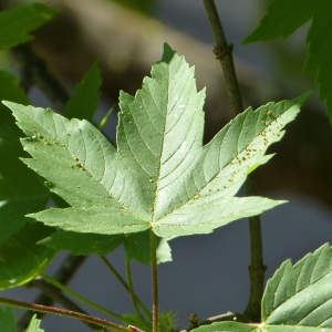 Photographie n°2167275 du taxon Acer pseudoplatanus L. [1753]