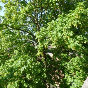 Photographie n°2167276 du taxon Acer pseudoplatanus L. [1753]