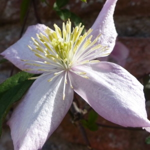 Photographie n°2167281 du taxon Clematis montana Buch.-Ham. ex DC.