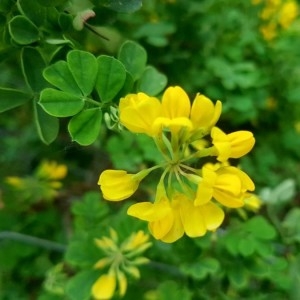 Photographie n°2167309 du taxon Coronilla glauca L. [1755]