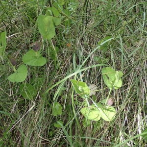 Photographie n°2167388 du taxon Aristolochia rotunda L. [1753]