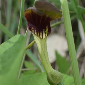 Photographie n°2167390 du taxon Aristolochia rotunda L. [1753]