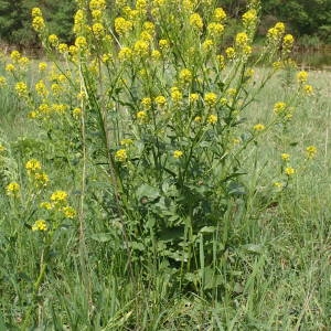 Photographie n°2167391 du taxon Barbarea vulgaris R.Br. [1812]