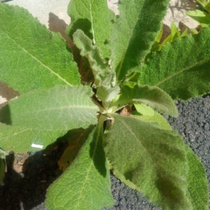 Photographie n°2167397 du taxon Verbascum thapsus L. [1753]