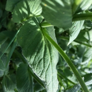 Photographie n°2167405 du taxon Doronicum austriacum Jacq. [1774]