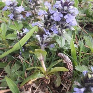 Photographie n°2167423 du taxon Ajuga reptans L. [1753]