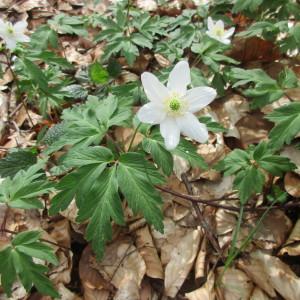 Photographie n°2167433 du taxon Anemone nemorosa L. [1753]