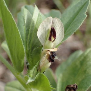 Photographie n°2167440 du taxon Vicia narbonensis subsp. johannis (Tamamsch.) Jauzein