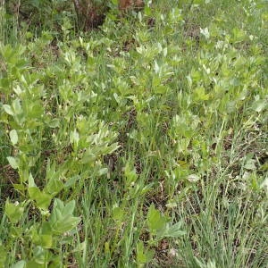 Photographie n°2167441 du taxon Vicia narbonensis subsp. johannis (Tamamsch.) Jauzein