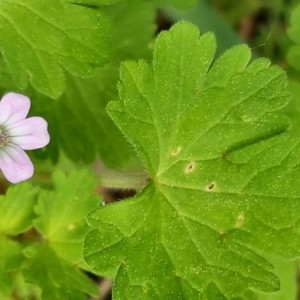 Photographie n°2167453 du taxon Geranium molle L. [1753]