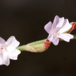 Limonium echioides subsp. exaristatum (Murb.) Maire (Limonium)