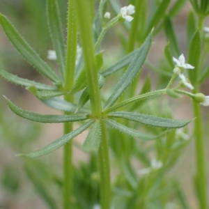 Photographie n°2167599 du taxon Galium tricornutum Dandy [1957]