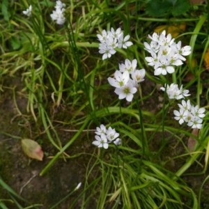 Photographie n°2167602 du taxon Allium neapolitanum Cirillo [1788]