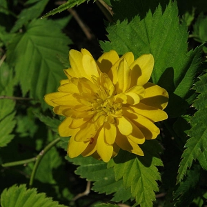 Photographie n°2167614 du taxon Kerria japonica (L.) DC. [1818]