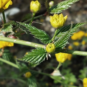 Photographie n°2167620 du taxon Kerria japonica (L.) DC. [1818]