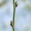  La Spada Arturo - Kerria japonica (L.) DC. [1818]