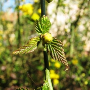 Photographie n°2167636 du taxon Kerria japonica (L.) DC. [1818]