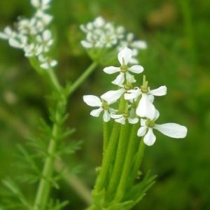 Photographie n°2167647 du taxon Scandix pecten-veneris L.