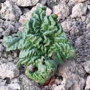 Photographie n°2167654 du taxon Rheum L. [1753]