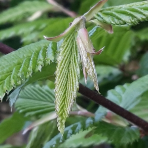 Photographie n°2167655 du taxon Carpinus betulus L. [1753]