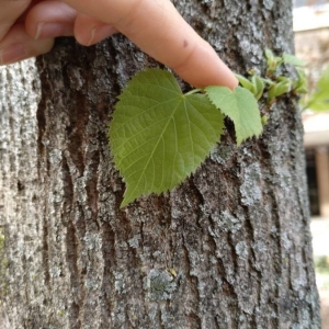 Photographie n°2167670 du taxon Tilia cordata Mill. [1768]