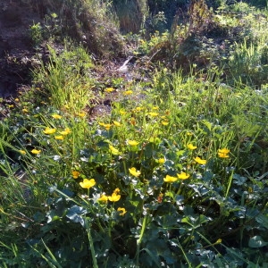 Photographie n°2167719 du taxon Caltha palustris L. [1753]