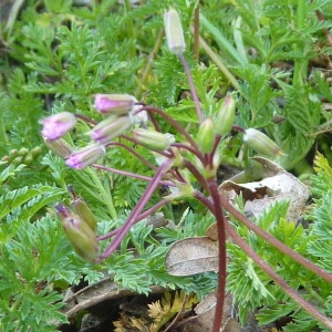 Photographie n°2167739 du taxon Erodium cicutarium (L.) L'Hér. [1789]