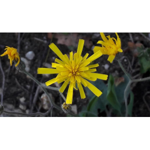 Hieracium cerdanum Arv.-Touv. (Épervière)