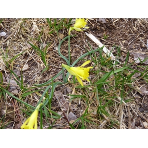 Narcissus minor L. (Lesser Daffodil)