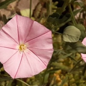 Photographie n°2167758 du taxon Convolvulus cneorum L. [1753]