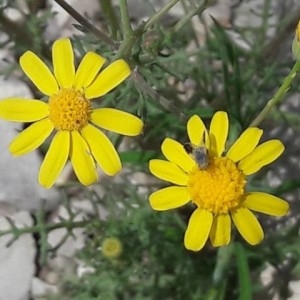 Photographie n°2167795 du taxon Senecio gallicus Vill. [1785]