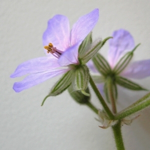 Photographie n°2167803 du taxon Erodium moschatum (L.) L'Hér.