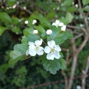 Photographie n°2167847 du taxon Crataegus laevigata (Poir.) DC. [1825]