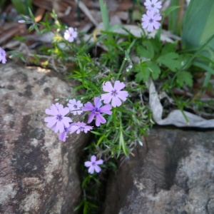 Photographie n°2167856 du taxon Phlox subulata L. [1753]