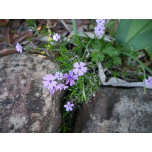 Phlox subulata L.