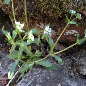 Photographie n°2167886 du taxon Valerianella locusta (L.) Laterr. [1821]